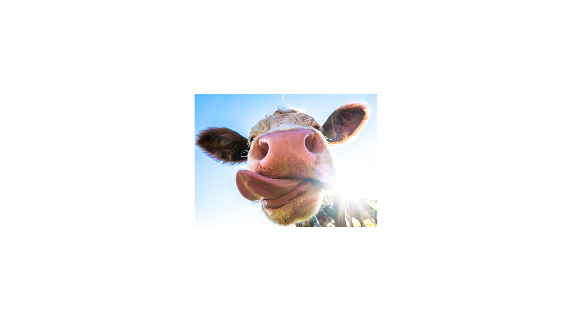 vache qui tire la langue